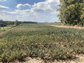 ขายที่ดินหัวหิน 10 ไร่ ฮวงจุ้ยดีมาก ด้านหน้าติดถนน ด้านหลังเป็นทุ่งโล่งๆ เห็นวิวภูเขา ถนนดี น้ำ ไฟ พร้อม